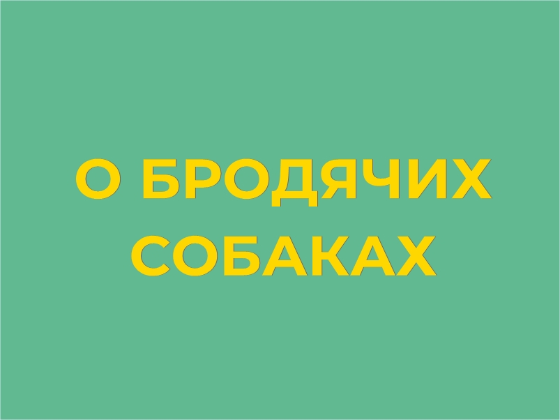 Что делать, если рядом с вами появились бродячие собаки?.